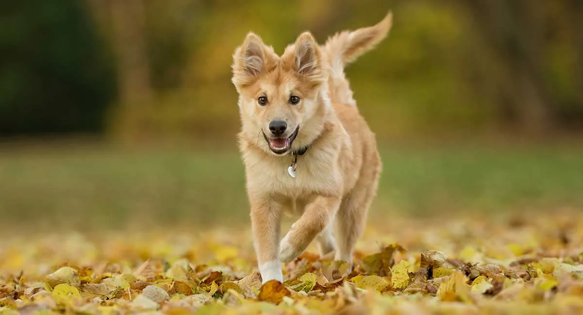 does rawhide dissolve in a icelandic sheepdogs stomach