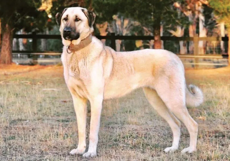 Cachorro da raça Kangal