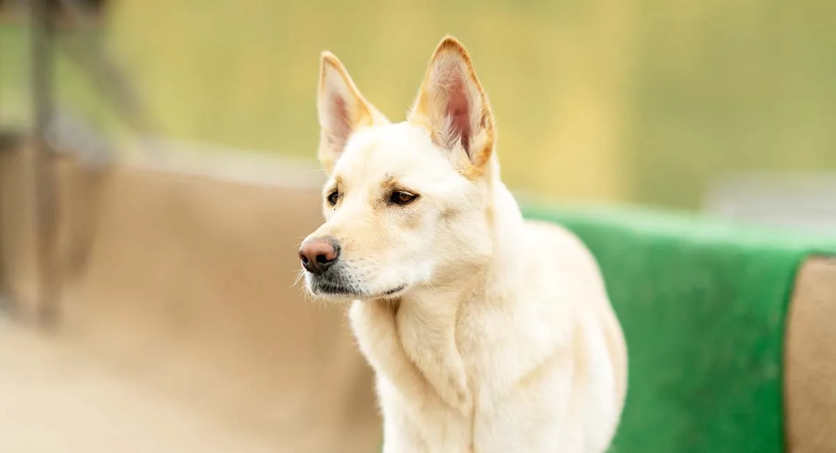 do korean jindo dogs shed