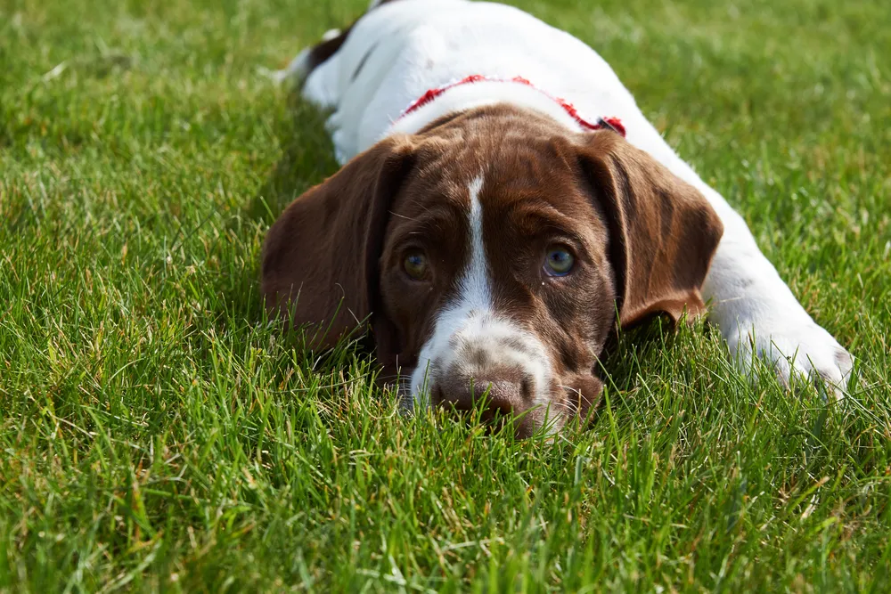 Old Danish Pointer (Old Danish Chicken Dog)