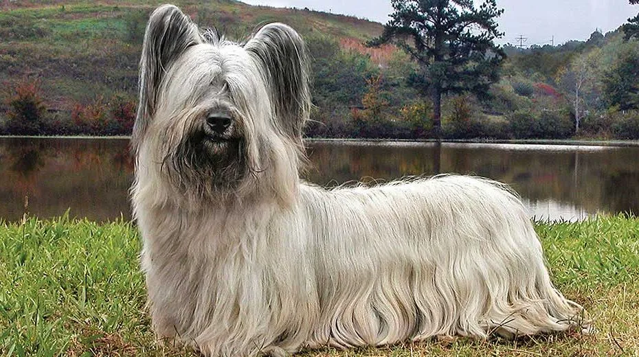 Skye Terrier : History, Temperament, Care, Training, Feeding & Pictures